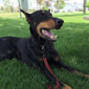 dobe_man